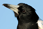 Pied Butcherbird (Cracticus nigrogularis)